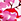 Pink/Rot/Weiß